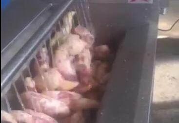 根莖類全自動(dòng)洗菜機(jī)-紅薯、馬鈴薯智能洗菜機(jī)